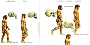 Homo habilis a sapiens