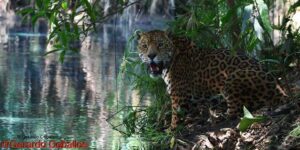 Jaguar en río