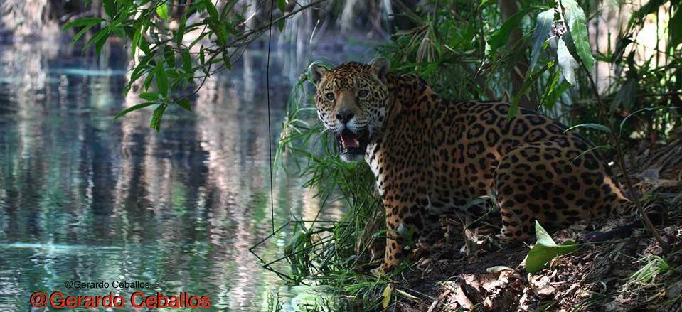 Jaguar en río