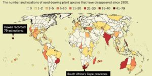 Seed’s plant extinction from 1900